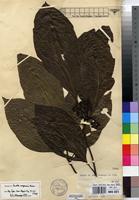 Isotype of Pavetta congensis Bremek. [family RUBIACEAE]