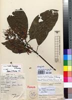 Isotype of Pavetta longistyla S.D.Manning [family RUBIACEAE]