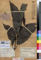 Holotype of Psychotria ingentifolia E.M.A.Petit [family RUBIACEAE]