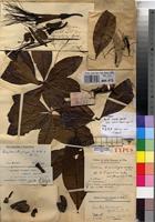 Holotype of Bombax kimuenzae De Wild. & T.Durand [family BOMBACACEAE]