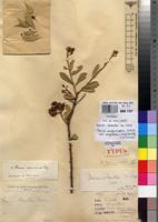 Type of Boscia homblei De Wild. [family CAPPARACEAE]