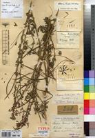 Type of Cleome giorgii De Wild. [family CAPPARACEAE]