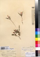 Isotype of Ipomoea ephemera Verdc. [family CONVOLVULACEAE]