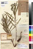 Holotype of Dichapetalum bullockii Hauman [family DICHAPETALACEAE]
