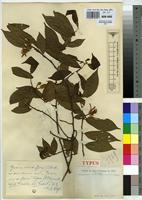 Type of Grewia viridiflora De Wild. [family TILIACEAE]