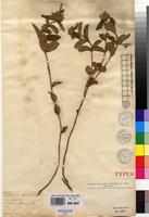 Type of Leucas homblei De Wild. [family LAMIACEAE]
