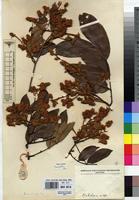 Type of Cynometra michelsonii J.Leonard [family FABACEAE]