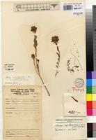 Holotype of Kotschya capitulifera (Welw. ex Baker) Dewit & P.A.Duvign. var. robusta Dewit & P.A.Duvign. [family FABACEAE]