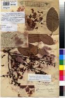 Type of Pterocarpus homblei De Wild. [family FABACEAE]