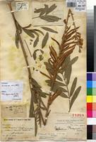 Type of Tephrosia bequaertii De Wild. [family FABACEAE]