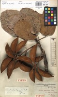 Type of Sterculia tragacantha Lindl. var. stipitata R.Germ. [family STERCULIACEAE]