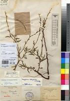 Holotype of Oxygonum junodii De Wild. [family POLYGONACEAE]