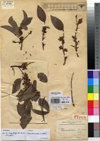 Holotype of Olax obtusifolia De Wild. [family OLACACEAE]