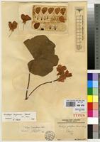 Type of Dombeya globiflora Staner [family STERCULIACEAE]