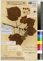 Type of Dombeya globiflora Staner [family STERCULIACEAE]