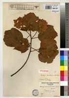 Type of Dombeya velutina De Wild. [family STERCULIACEAE]