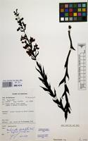 Filed as Brachycorythis pleistophylla Rchb.f. var. leopoldi (Kraenzl.) Geerinck [family ORCHIDACEAE]