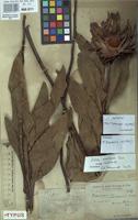 Syntype of Protea madiensis Oliv. var. claessensii De Wild. [family PROTEACEAE]