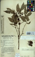 Filed as Tricalysia pallens Hiern [family RUBIACEAE]