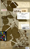 Lectotype of Rubus lejeunei Weihe & Nees [family ROSACEAE]
