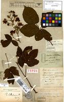 Lectotype of Rubus libertianus Weihe ex Lej. [family ROSACEAE]