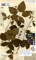 Type of Rubus opaciformis Sudre [family ROSACEAE]