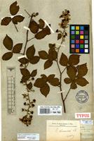 Lectotype of Rubus arduennensis Lib. ex Lej. [family ROSACEAE]