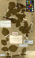 Isolectotype of Rubus rotundatiformis Sudre [family ROSACEAE]