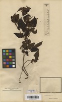 Type of Urvillea stipitata Radlk. [family SAPINDACEAE]