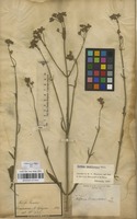 Filed as Verbena brasiliensis Vell. [family VERBENACEAE]