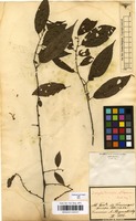 Filed as Acalypha diversifolia Jacq. [family EUPHORBIACEAE]