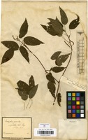 Filed as Acalypha gracilis Spreng. [family EUPHORBIACEAE]