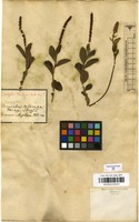 Filed as Acalypha claussenii (Turcz.) Mull.Arg. [family EUPHORBIACEAE]