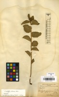 Type of Acalypha goyazensis Glaz. [family EUPHORBIACEAE]