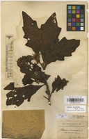 Type of Solanum macrocarpon L. var. hirsuta Dammer [family SOLANACEAE]