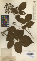 Type of Rubus pannosus P.J.Mull. & Wirtg. ex Focke [family ROSACEAE]