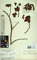 Isotype of Pedilanthus coalcomanensis Croizat [family EUPHORBIACEAE]