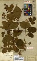 Type of Rubus schleicheri Weihe ex Tratt. [family ROSACEAE]