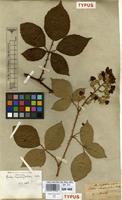 Type of Rubus rhombifolius Weihe ex Boenn. [family ROSACEAE]