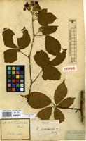 Type of Rubus schlechtendalii Weihe ex Link [family ROSACEAE]