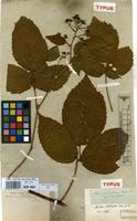 Type of Rubus bellardi Weihe & Nees ex Bluff. & Fingerh. [family ROSACEAE]