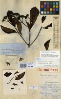 Isolectotype of Chimarrhis hookeri K.Schum. [family RUBIACEAE]