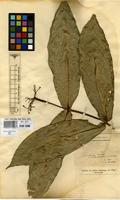 Isosyntype of Faramea trinervia K.Schum. & Donn.Sm. [family RUBIACEAE]