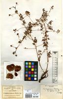 Type of Urvillea dissecta S.Watson [family SAPINDACEAE]