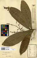 Type of Scytalia verticillata Roxb. [family SAPINDACEAE]