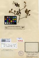 Syntype of Serjania crassifolia Radlk. [family SAPINDACEAE]