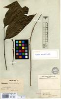 Isolectotype of Talisia carinata Radlk. forma sericea Radlk. [family SAPINDACEAE]