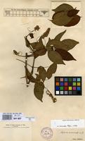 Type of Serjania acuminata Radlk. [family SAPINDACEAE]