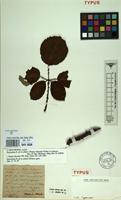 Type of Rubus discolor Weihe & Nees [family ROSACEAE]
