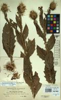 Isotype of Onopordum corymbosum Boiss. subsp. visegradense Franco [family COMPOSITAE]